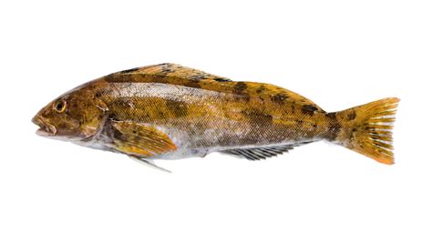 愛魚|アイナメ 【鮎並】旬の時期や食べ方、生態、おすす。